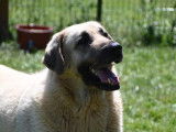 Chienne Berger d'Anatolie beige de 8 ans à donner