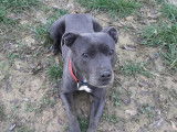 Chienne Staffie bleu et blanc de 4 ans à donner