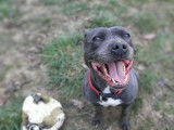 Chienne Staffie bleu et blanc de 4 ans à donner
