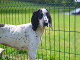 Chienne Gascon Saintongeois tricolore de 2 ans à donner