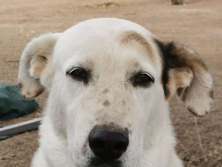 À donner : chienne Mâtin Espagnol blanche de 4 ans