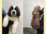 À réserver des chiots Saint-Bernards LOF