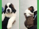 À réserver des chiots Saint-Bernards LOF