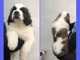 À réserver des chiots Saint-Bernards LOF