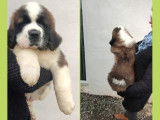 À réserver des chiots Saint-Bernards LOF