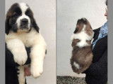 À réserver des chiots Saint-Bernards LOF