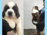 À réserver des chiots Saint-Bernards LOF