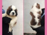 À réserver des chiots Saint-Bernards LOF