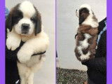 À réserver des chiots Saint-Bernards LOF