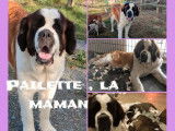 À réserver des chiots Saint-Bernards LOF