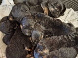 &Agrave; r&eacute;server 9 chiots Bergers Allemands LOF fauve et noir