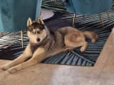Husky Siberien LOF disponible pour saillie