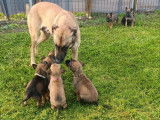 8 chiots Malinois à réserver