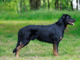 Etalon Beauceron LOF Cotation 4 disponible pour saillie