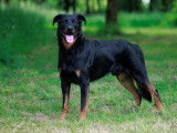 Etalon Beauceron LOF Cotation 4 disponible pour saillie