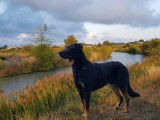 Etalon Beauceron LOF Cotation 4 disponible pour saillie