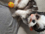 De race Shih Tzu disponible pour saillie