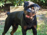 Mâle Rottweiler LOF disponible pour saillie