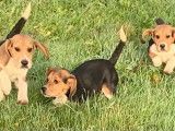 Chiots Beagle elisabeth non LOF, issus de parents LOF, &agrave; vendre