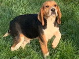 Chiots Beagle elisabeth non LOF, issus de parents LOF, &agrave; vendre