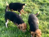 Chiots Beagle elisabeth non LOF, issus de parents LOF, &agrave; vendre