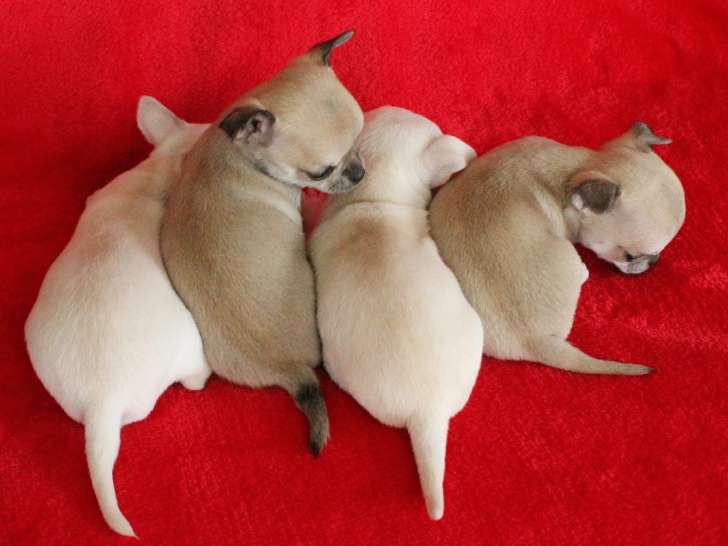 4 superbes chiots Chihuahua LOF à réserver