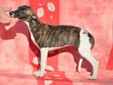 Chiots Whippet de 4 mois &agrave; vendre