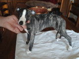 Chiots Whippet de 4 mois &agrave; vendre