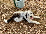 Chiot Lagotto dressé à la truffe à vendre