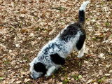 Chiot Lagotto dressé à la truffe à vendre