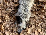 Chiot Lagotto dressé à la truffe à vendre