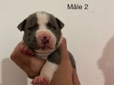 Chiot Femelle American Staff LOF &agrave; vendre