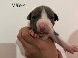 Chiot Femelle American Staff LOF &agrave; vendre