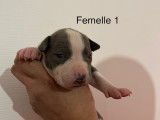 Chiot Femelle American Staff LOF &agrave; vendre