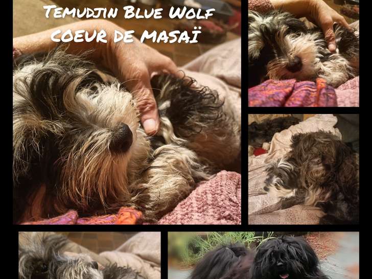 Temudjin Blue Wolf, un de mes bisouteurs favoris