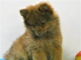 Adorables chiots Spitz à vendre
