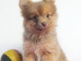 Adorables chiots Spitz à vendre