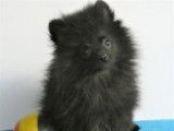 Adorables chiots Spitz à vendre