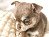 4 chiots Chihuahuas LOF à réserver