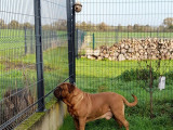 Dogue de Bordeaux mâle fauve LOF disponible pour saillie