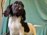 Chiots Épagneuls de Münster LOF à vendre