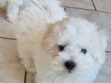 Chiots Bichons Frisés LOF disponibles à la vente