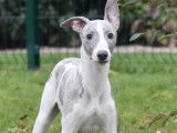4 chiots Whippets LOF disponibles &agrave; la vente