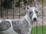 4 chiots Whippets LOF disponibles &agrave; la vente