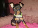 Un chiot mâle Pinscher Nain LOF bicolore disponible à la vente