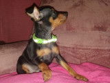 Un chiot mâle Pinscher Nain LOF bicolore disponible à la vente