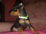 Un chiot mâle Pinscher Nain LOF bicolore disponible à la vente