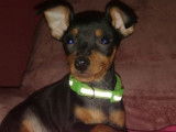 Un chiot mâle Pinscher Nain LOF bicolore disponible à la vente