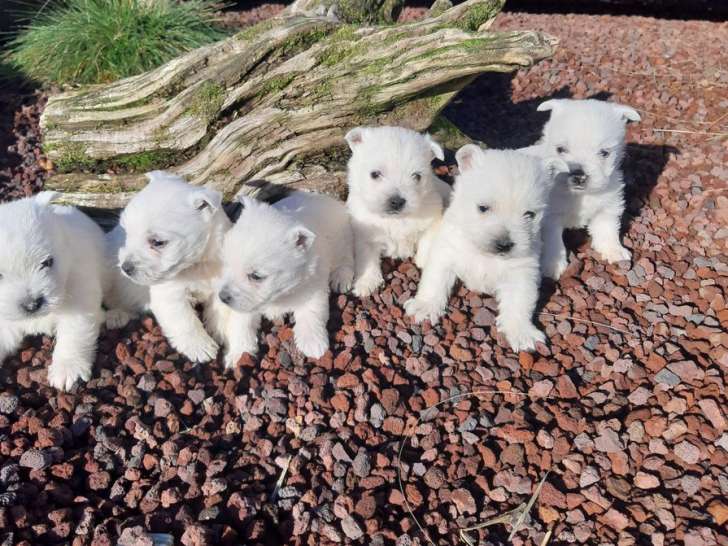 6 chiots West Highland White Terriers LOF à vendre