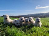 6 chiots West Highland White Terriers LOF &agrave; vendre